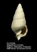 PLIOCENE Megastomia conoidea